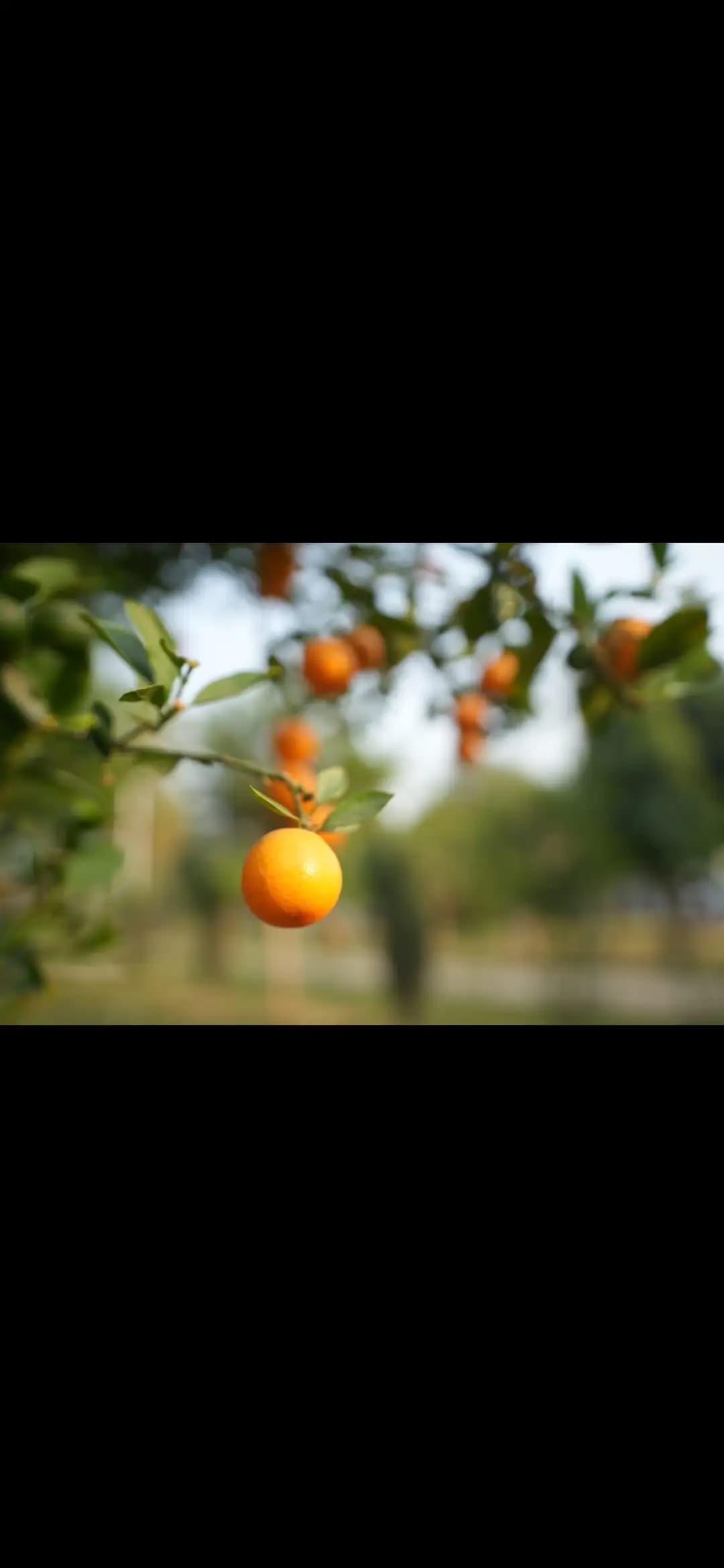 bmf-f277 faridabad image 15