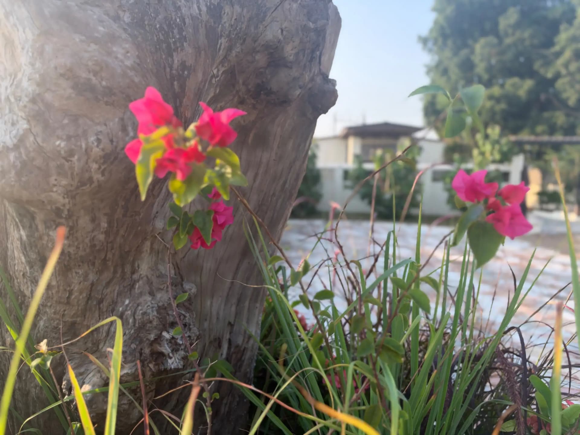 Photo 17 of 20 – 3 BHK farmhouse with a pool in Bareja, Ahmedabad (BMF-F593)