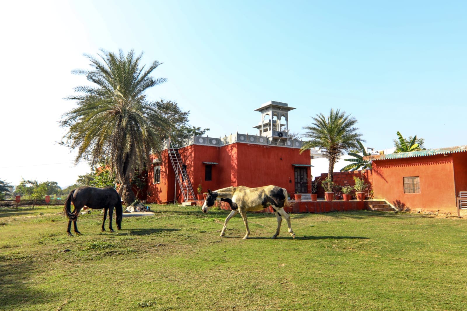 Photo 12 of 13 – 6-room resort with a pool in Titrdi, Udaipur (BMF-R616)