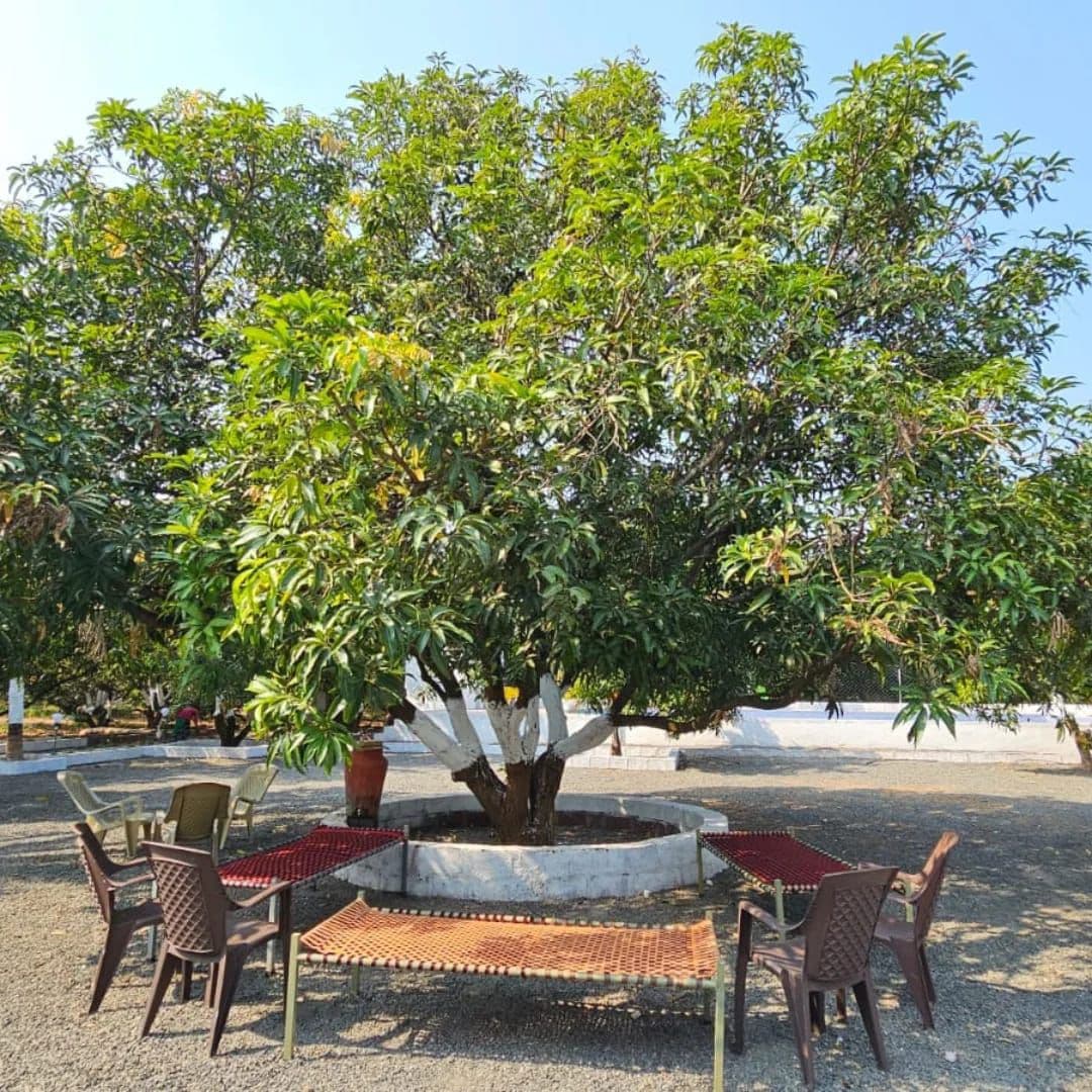 Photo 10 of 14 – 5-room resort with a pool in Talala, Gir Somnath (BMF-R643)